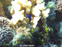 Little Blue Fish by Cheri Denn 